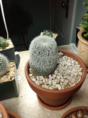 Mammillaria haageana elegans