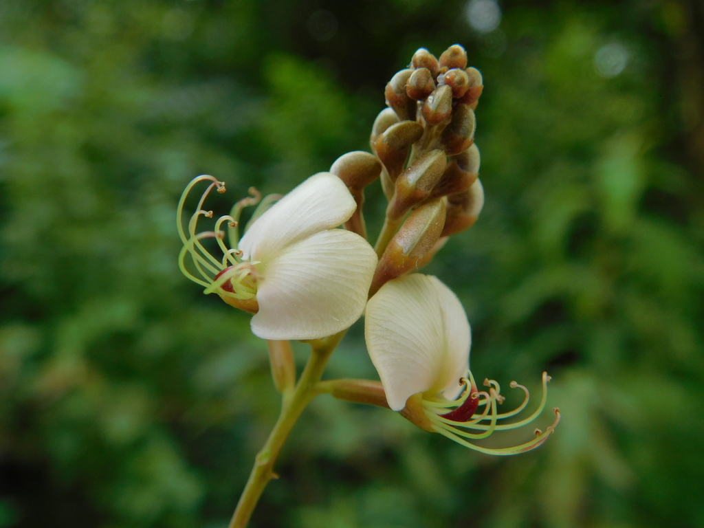 Amburana cearensis