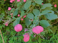 Pogonopus tubulosus