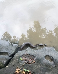 Homalopsis buccata