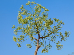 Aralia soratensis