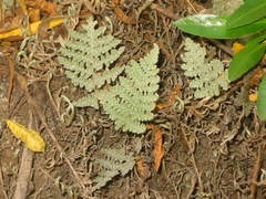 Myriopteris lindheimeri