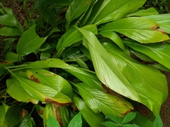 Curcuma
