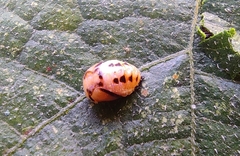 Coccinellidae