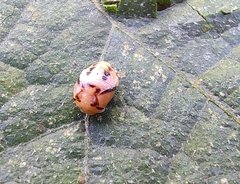 Coccinellidae