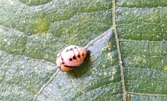 Coccinellidae