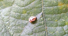 Coccinellidae