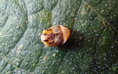 Coccinellidae