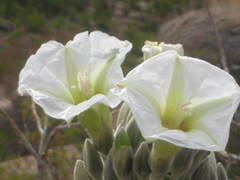 Ipomoea longifolia