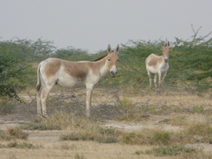 Equus hemionus khur