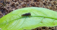 Coccinellidae