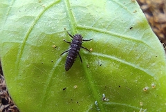Coccinellidae