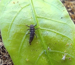 Coccinellidae