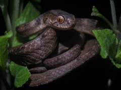 Keeled Slug Snake photo 3
