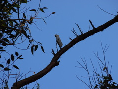 Cacatua sulphurea