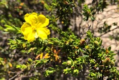 Hibbertia devitata