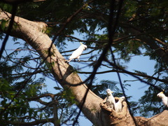 Cacatua sulphurea