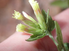 Brickellia baccharidea