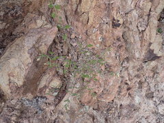 Brickellia baccharidea