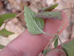 Brickellia baccharidea