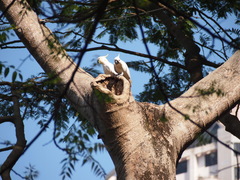 Cacatua sulphurea
