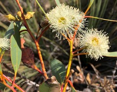 Eucalyptus incrassata