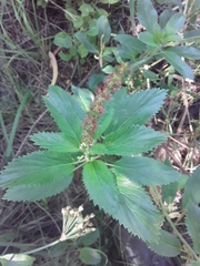 Acalypha communis