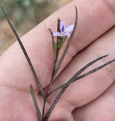 Carlowrightia pectinata