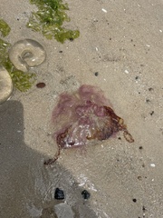 Pseudorhiza haeckeli