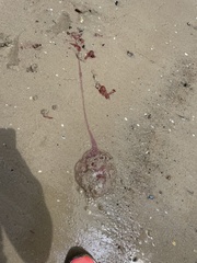 Pseudorhiza haeckeli