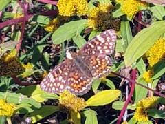 Phyciodes pallescens