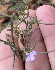 Carlowrightia pectinata