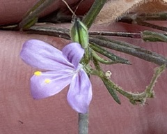 Carlowrightia pectinata