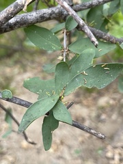 Forestiera macrocarpa
