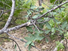 Forestiera macrocarpa