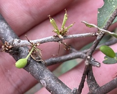 Forestiera macrocarpa