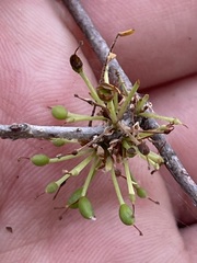 Forestiera macrocarpa