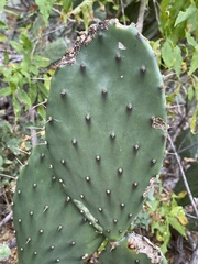 Opuntia bravoana