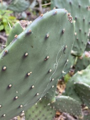 Opuntia bravoana