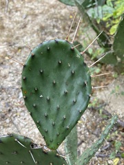 Opuntia bravoana