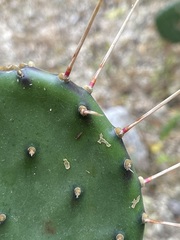Opuntia bravoana