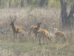 Rucervus duvaucelii branderi