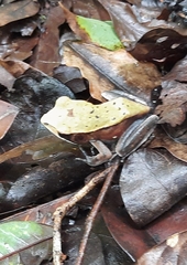 Clinotarsus curtipes