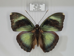 Euphaedra diffusa diffusa