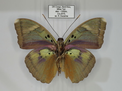 Euphaedra diffusa diffusa