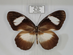 Elymnias bammakoo