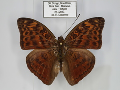 Bebearia congolensis