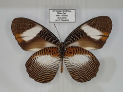 Elymnias bammakoo
