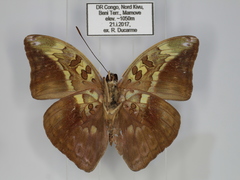 Bebearia congolensis
