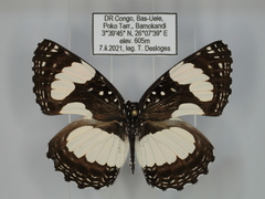 Neptis morosa